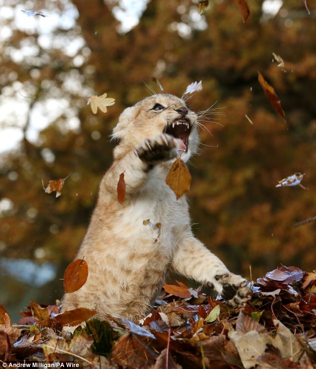 Lion Cub Karis playing in leaves at Blair Drummond Safari Park (8)