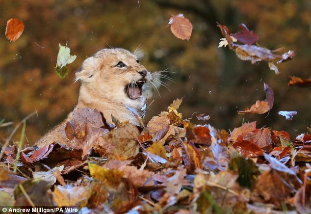 Lion Cub Karis playing in leaves at Blair Drummond Safari Park (7)