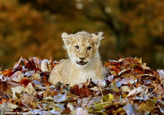 Lion Cub Karis playing in leaves at Blair Drummond Safari Park (6)