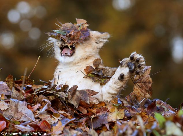 Lion Cub Karis playing in leaves at Blair Drummond Safari Park (5)