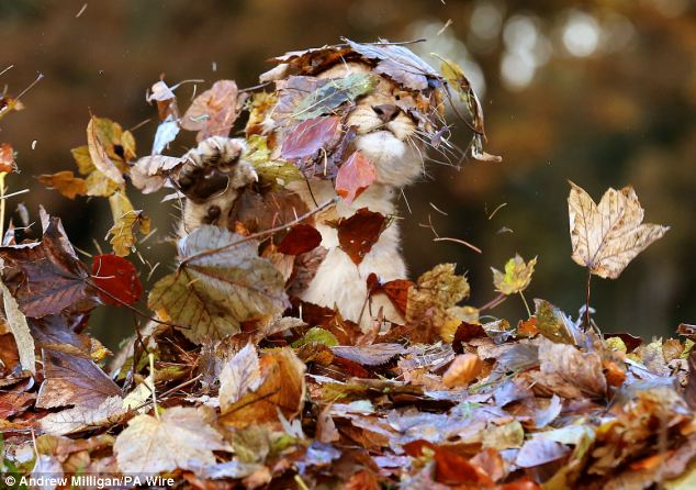 Lion Cub Karis playing in leaves at Blair Drummond Safari Park (4)