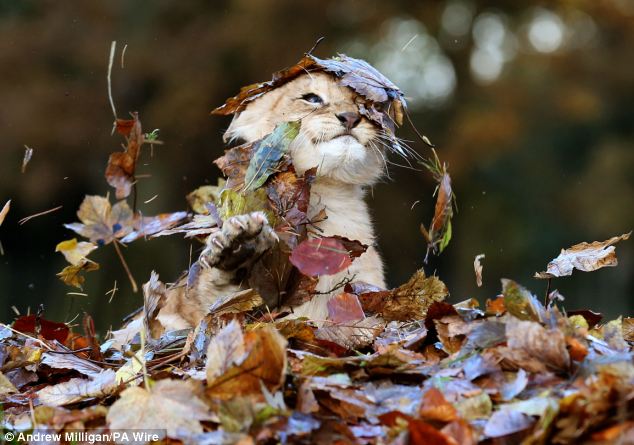 Lion Cub Karis playing in leaves at Blair Drummond Safari Park (2)