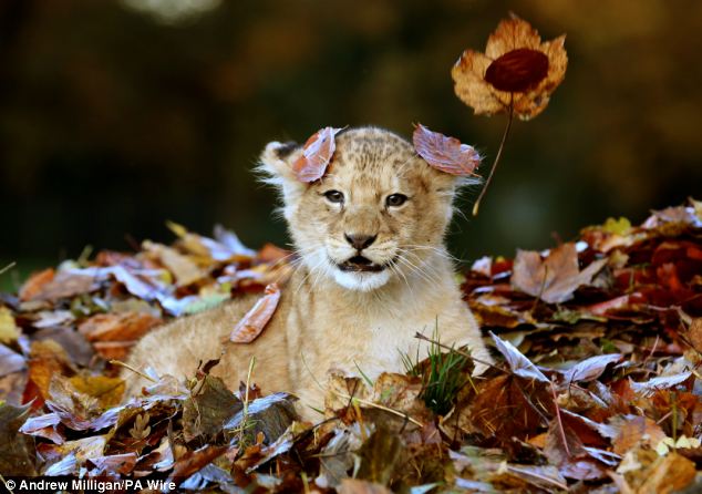 Lion Cub Karis playing in leaves at Blair Drummond Safari Park (3)