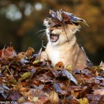 Lion Cub Karis playing in leaves at Blair Drummond Safari Park (1)